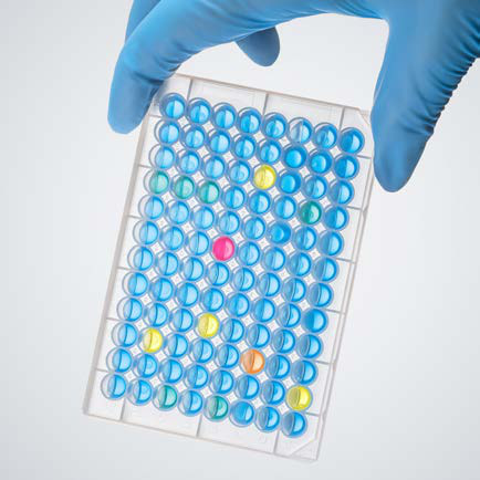 Deep well plate being handled in a lab – 96-well plate with colored samples (photo)