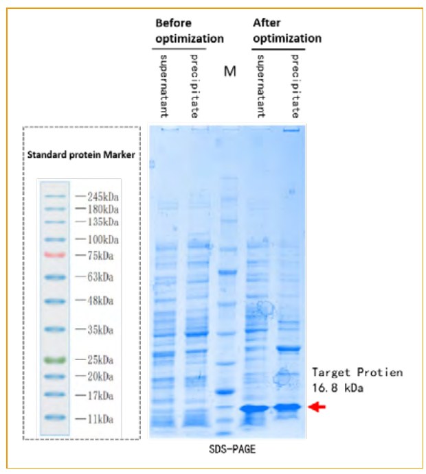 SDS-PAGE – target protein 16.8 kDa before and after codon optimization