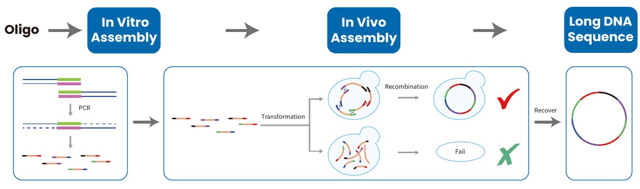 Workflow: Oligo → In vitro assembly → In vivo assembly → Long DNA sequence