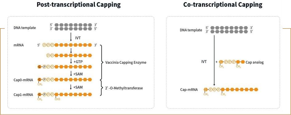 Post-transcriptional capping and co-transcriptional capping workflows for mRNA