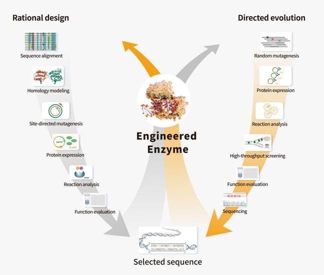 Rational design and directed evolution workflow toward an engineered enzyme